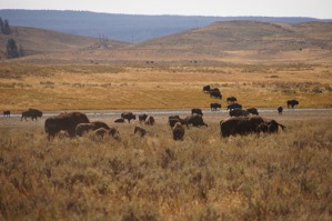 Stáda bizonů se v klidu pasou na ohromných prostorách celé oblasti Yellowstone