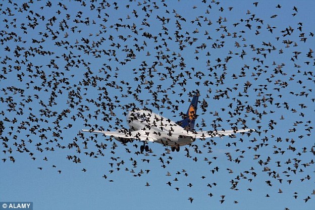Hejna ptáků jsou pro letadla velkým nebezpečím. Zdroj: DailyMailCo.uk