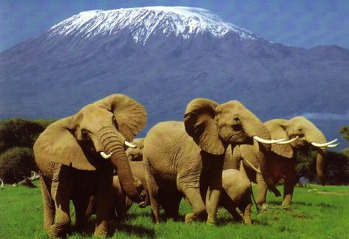 Na Kilimandžáro a Afriku Vlasta Pallová nedá dopustit. Tenhle pohled dobře zná. Foto: eaexoticsafaris.com