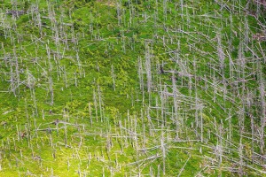 Kůrovcové lesy v oblasti pramenů Vltavy. Foto: Tomáš Vocelka, Aktuálně.cz Kůrovcové lesy v oblasti pramenů Vltavy. Foto: Tomáš Vocelka, Aktuálně.cz