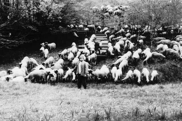 Na téhle fotce Ján Skladányi v horách s ovcemi (omluvte kaz na fotografii). Foto: Archiv Jána Skladányiho 